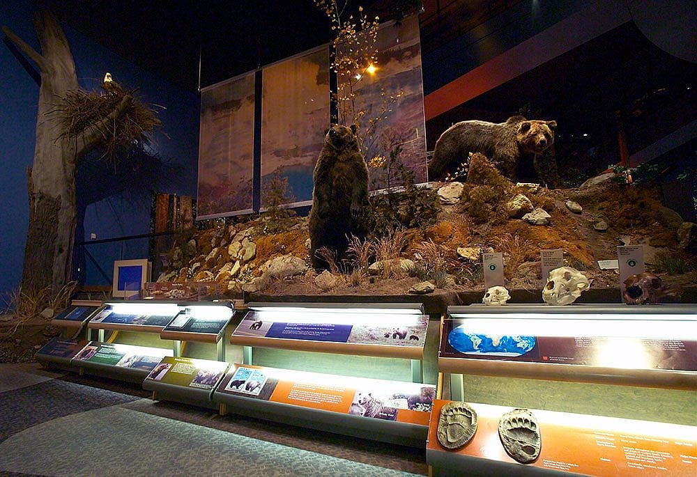 A Treasure from Our West: Bear exhibit.