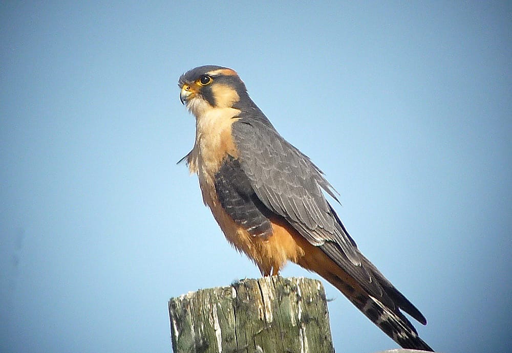 Aplomado Felcon perched on a fence post.