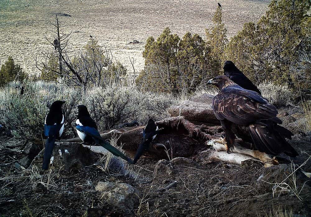 Three magpies, a Golden Eagle, and a raven sharing carrion on the ground with sagebrush and trees in the background.