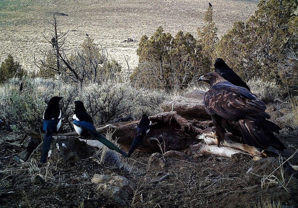Three magpies, a Golden Eagle, and a raven sharing carrion on the ground with sagebrush and trees in the background.