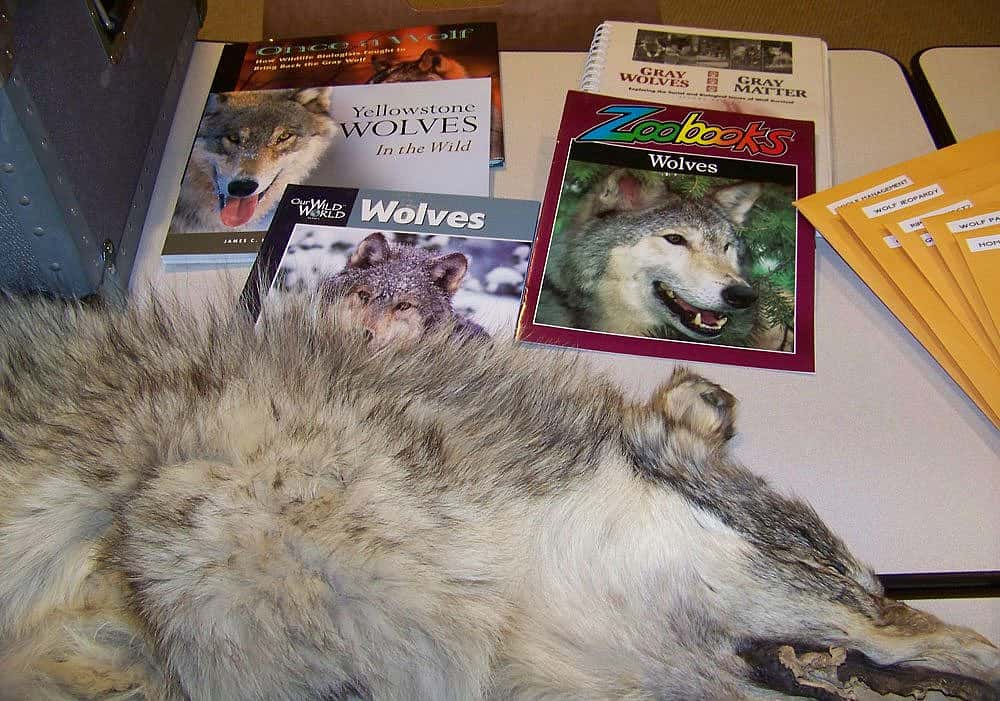 Gray Wolf Natural History trunk