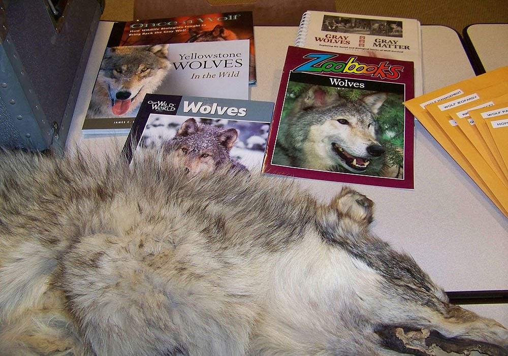 Gray Wolf Natural History trunk