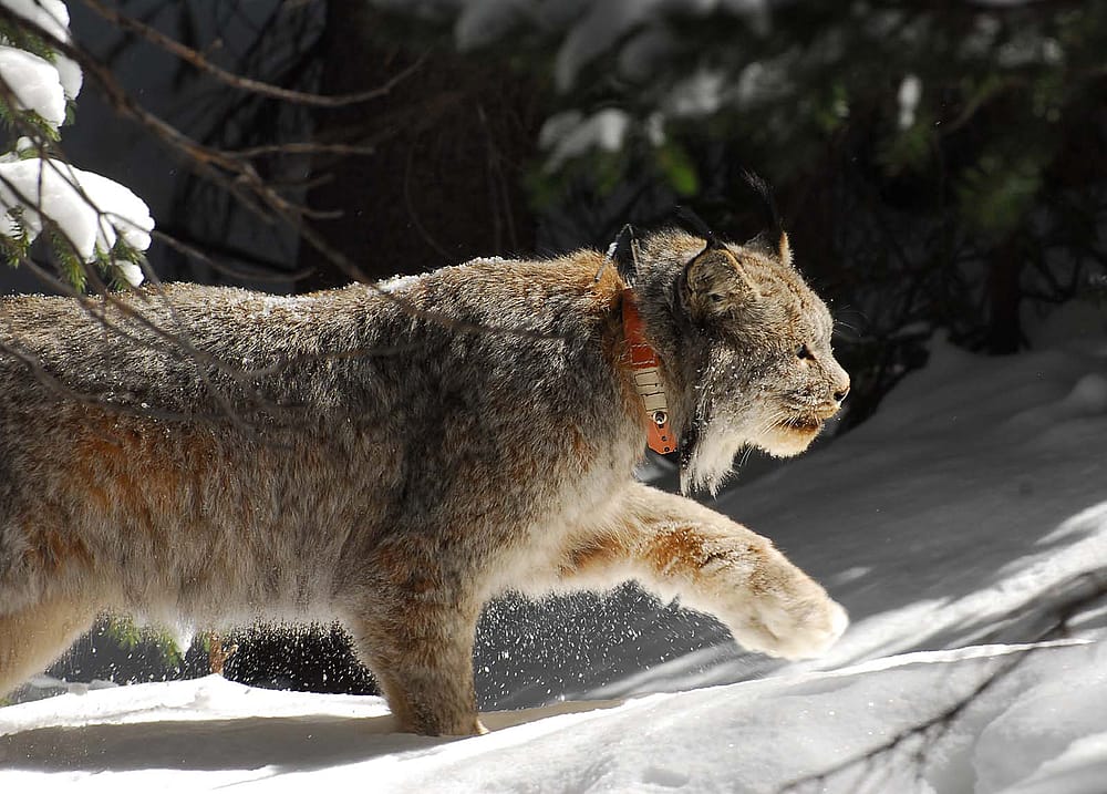Collared Canada Lynx in snowy landscape with evergreen trees in background. Photo: S. Sunday.