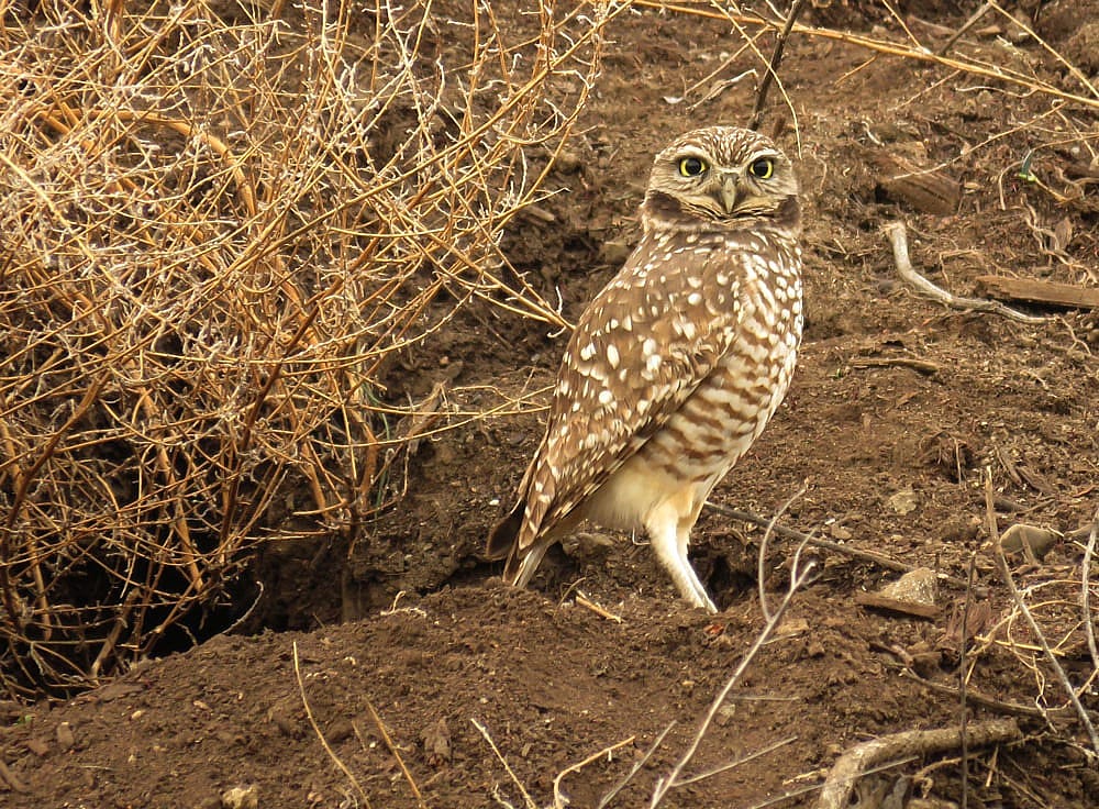 Demonstrates what a Burrowing Owl looks like and their habitat.  