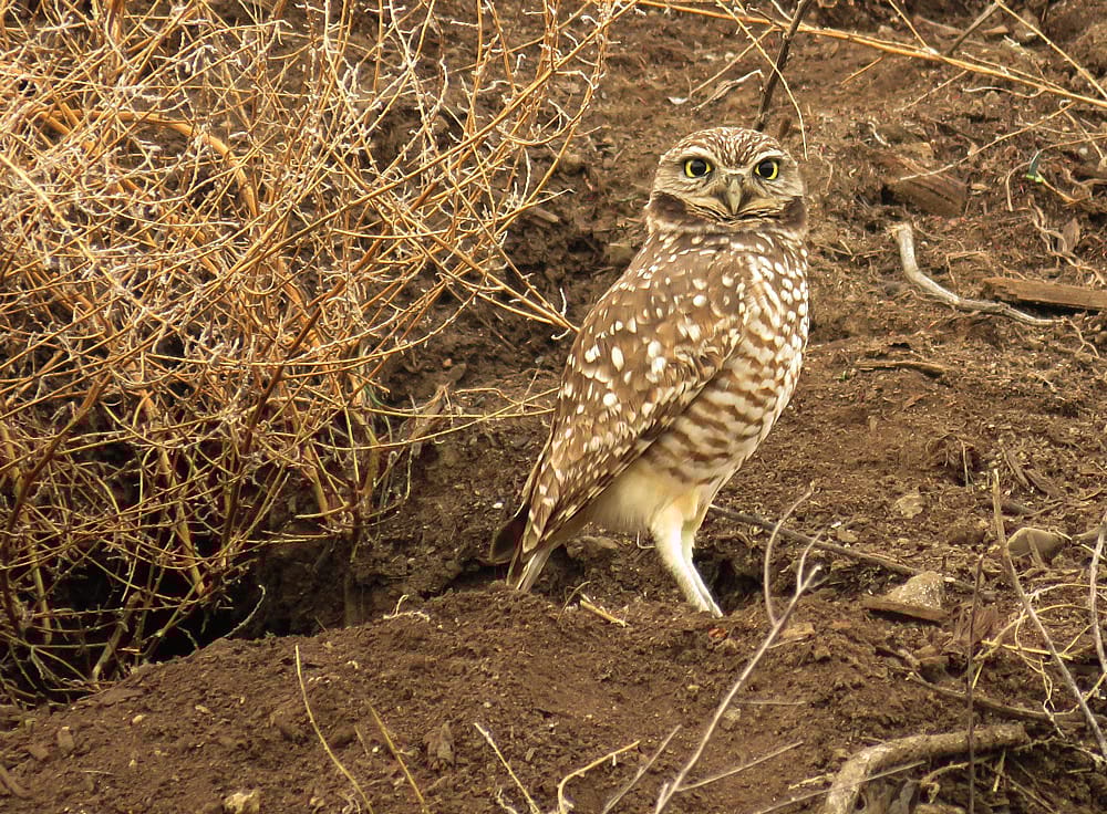Demonstrates what a Burrowing Owl looks like and their habitat.  