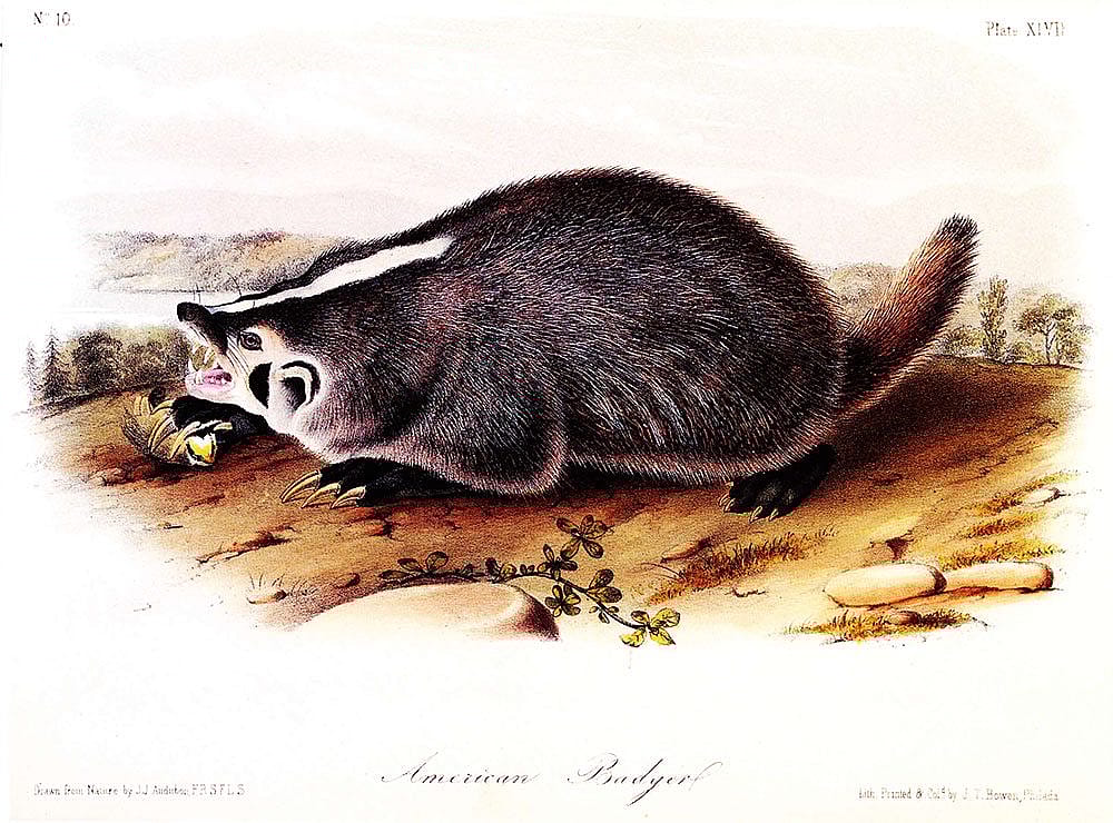John James Audubon. Lithographed, printed, and colored by J.T. Bowen. "American Badger," Plate XLVII. Gift of Deborah B. Chastain.