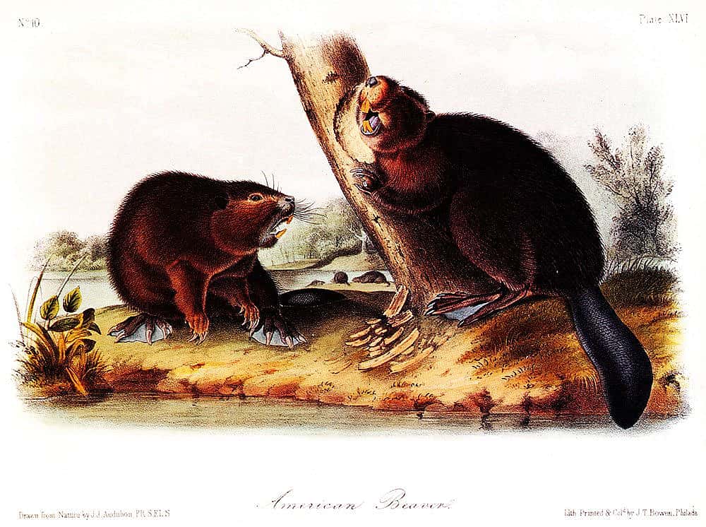 John James Audubon. Lithographed, printed, and colored by J.T. Bowen. "American Beaver," Plate XLVI. Gift of Deborah B. Chastain.