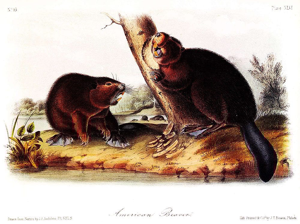 John James Audubon. Lithographed, printed, and colored by J.T. Bowen. "American Beaver," Plate XLVI. Gift of Deborah B. Chastain.