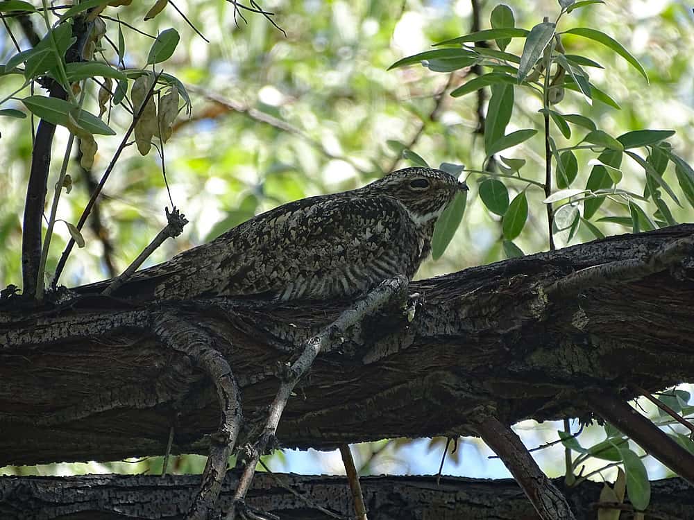 An example of the coloring of a Nighthawk that helps it to be well camouflaged  while spending a day resting on a tree branch. 