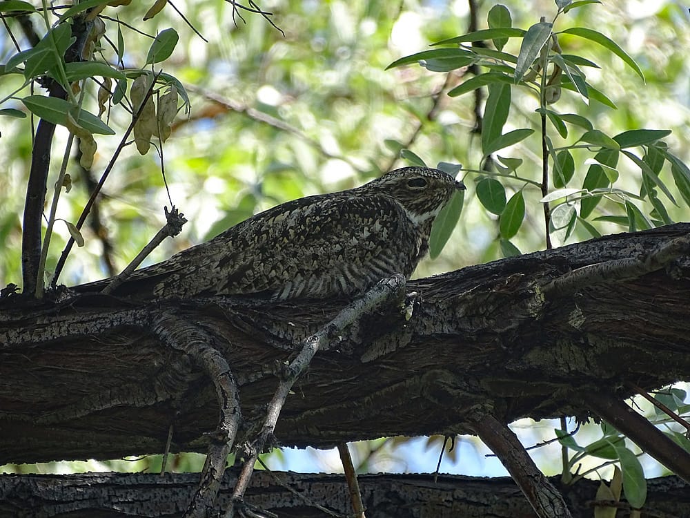 An example of the coloring of a Nighthawk that helps it to be well camouflaged  while spending a day resting on a tree branch. 