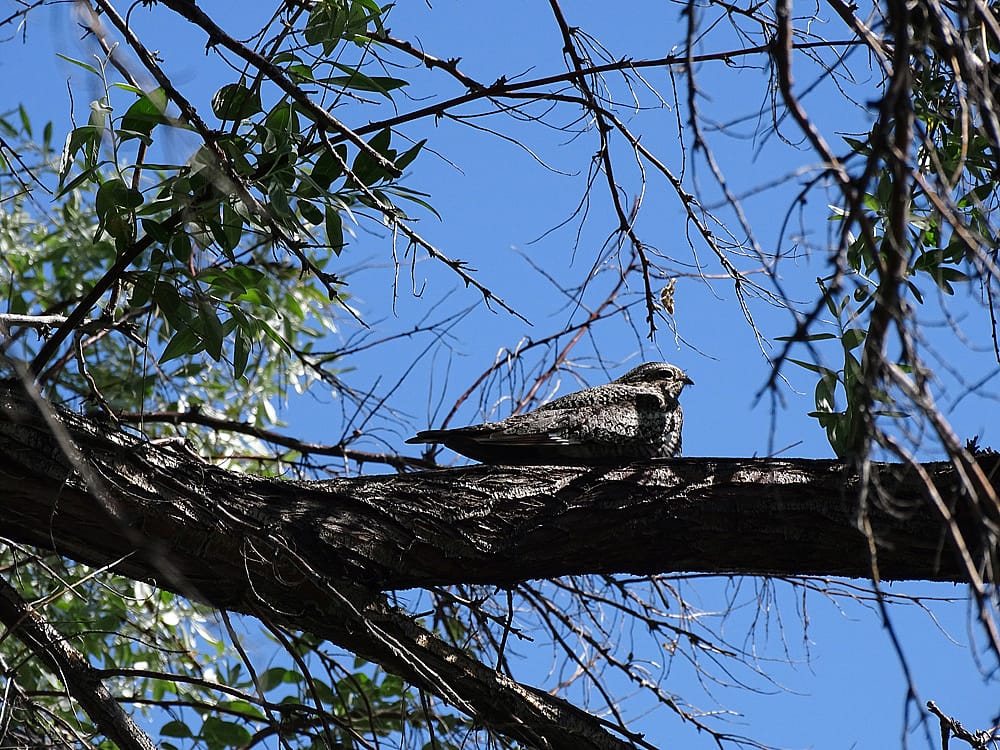 Photo to demonstrate where you may spot a Nighthawk during the day.