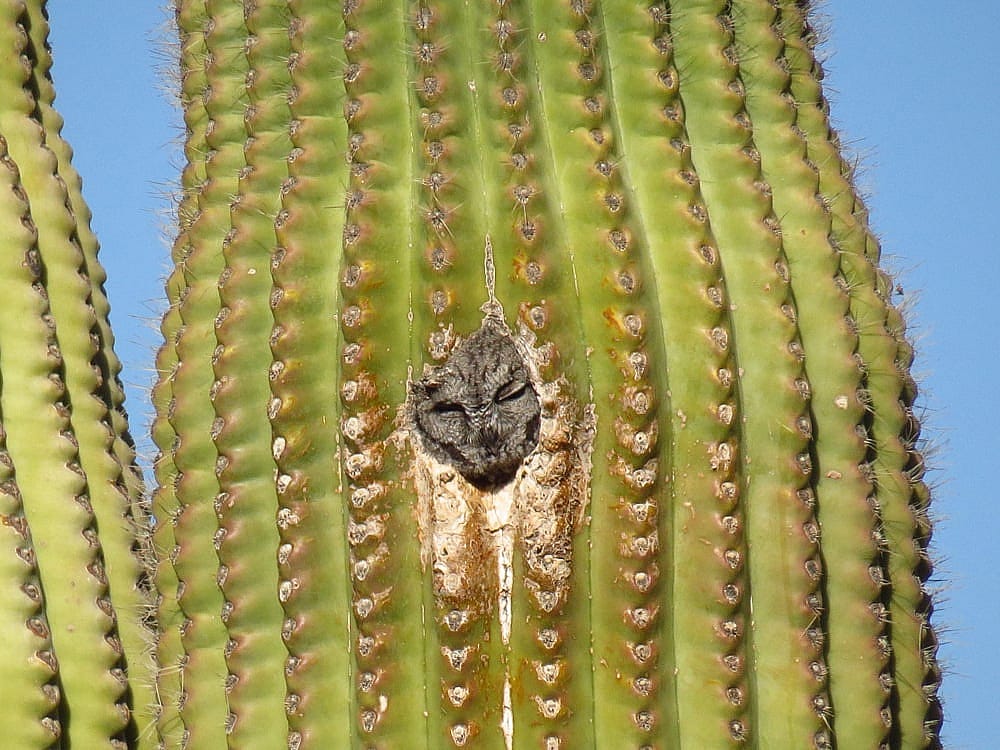 A Western Screech-owl looking out of a small entrance to a cavity in a saguaro cactus.