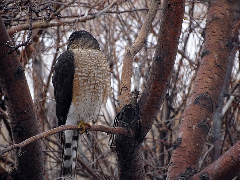Sharp-shinned Hawk perched in a tree.