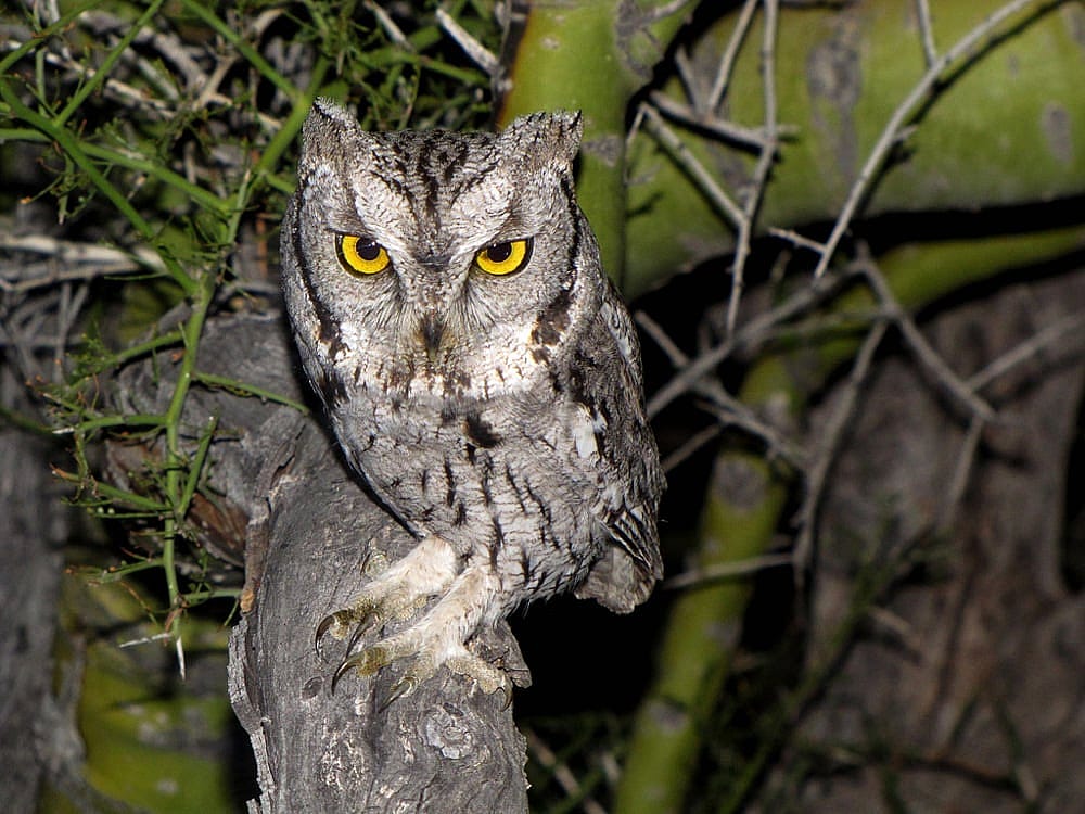 An Adult Western Screech-owl