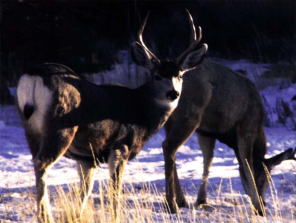 Mule Deer. C.R. Preston photo.