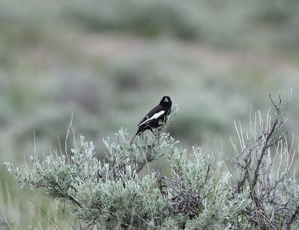 Lark bunting