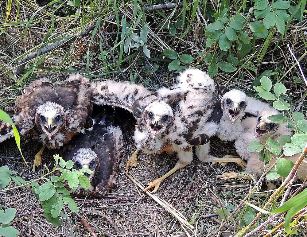 Young Northern Harriers shown to demonstrate nesting. 