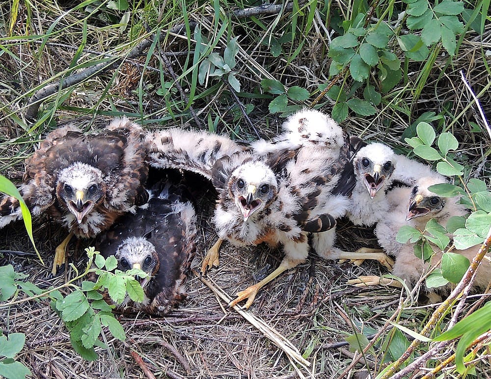 Young Northern Harriers shown to demonstrate nesting. 