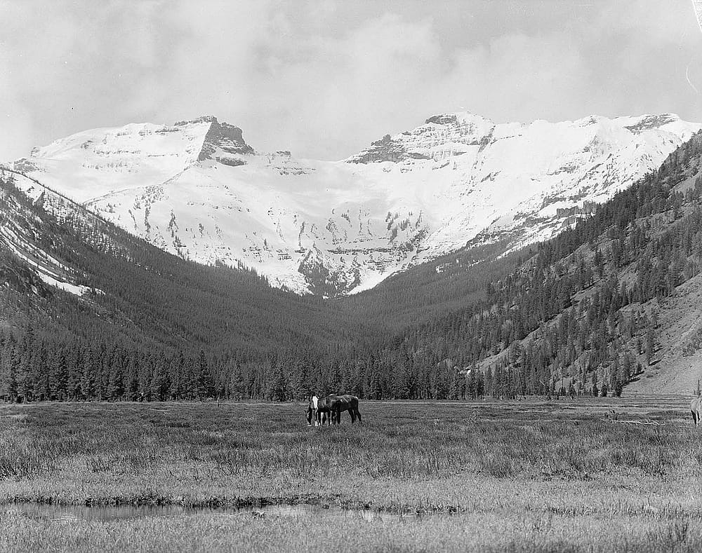 Horses grazing in Eagle Creek Meadows, June 1954. MS 89 Jack Richard Photograph Collection, McCracken Research Library. PN.89.6.1180.2