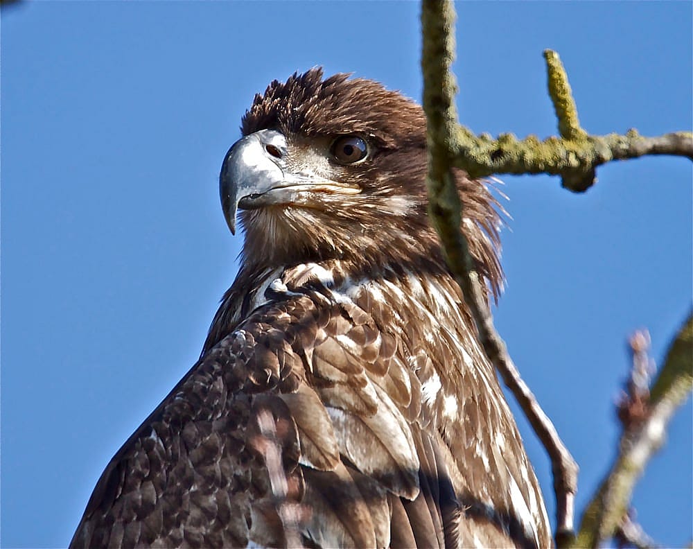 Illustrates the dark coloration of immature Bald Eagles.