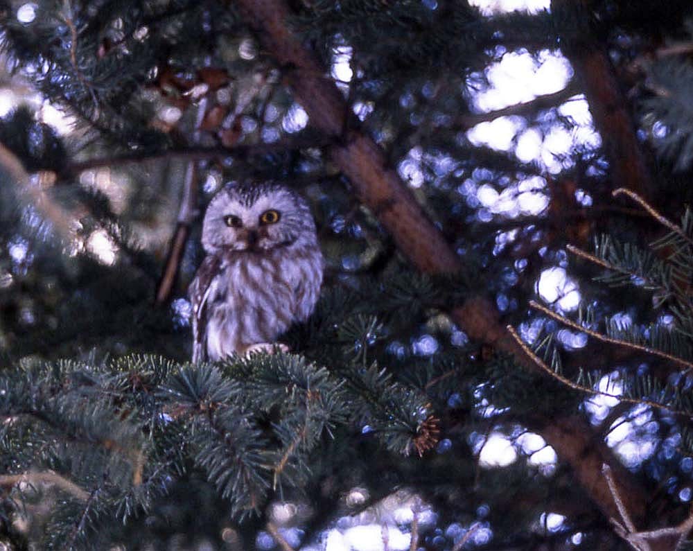 Saw-whet owl, 1967. National Park Service photo by Stan Canter.