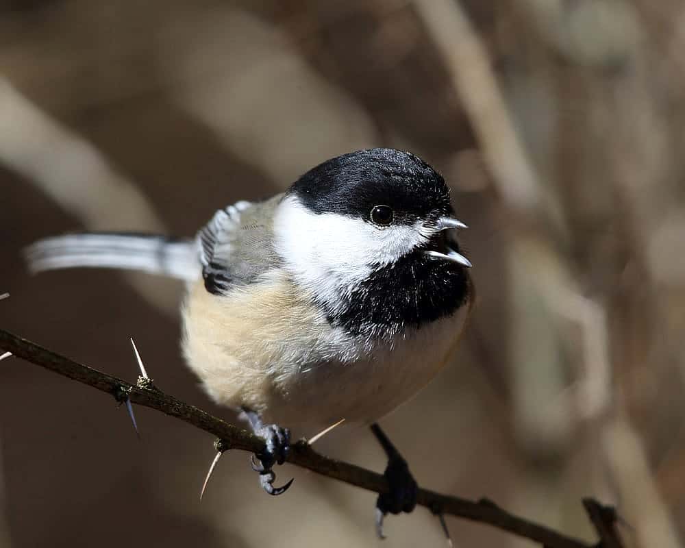 Black-capped Chickadee perched on a branch to demonstrate what the bird looks like. 
