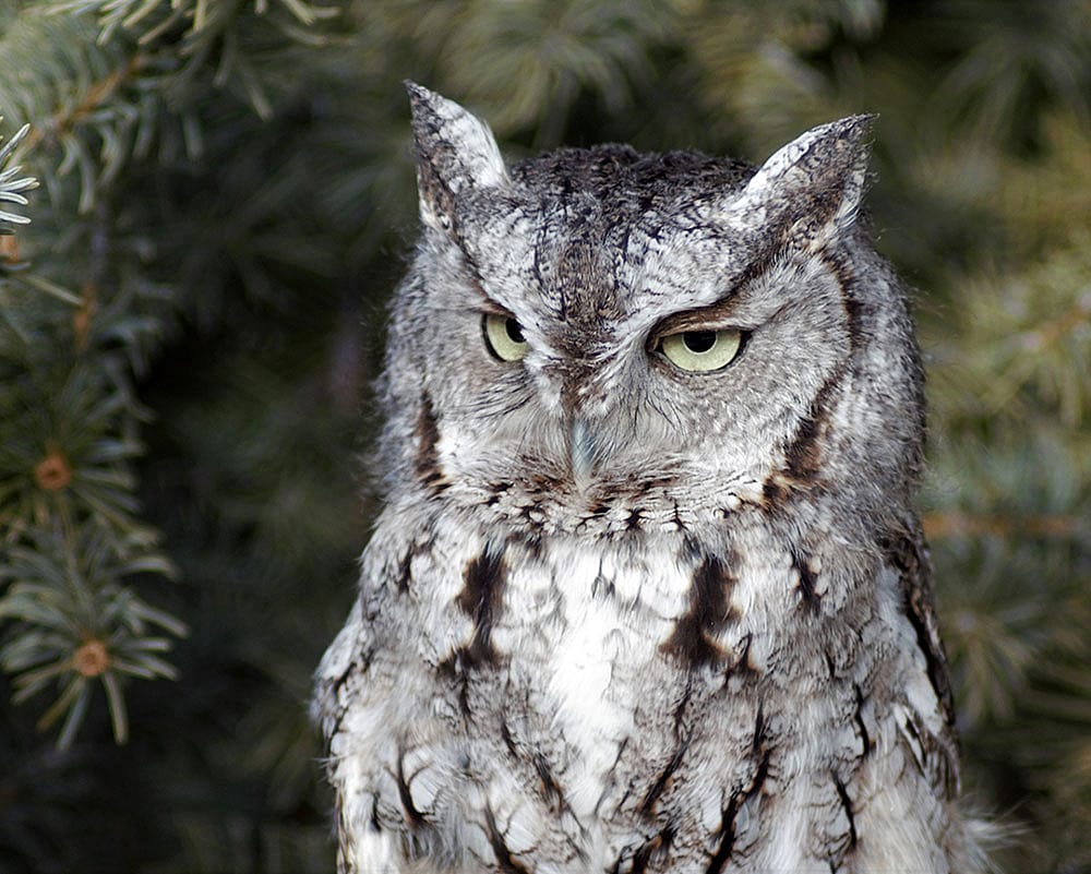 Monte, the Draper Museum Raptor Experience's eastern screech owl.