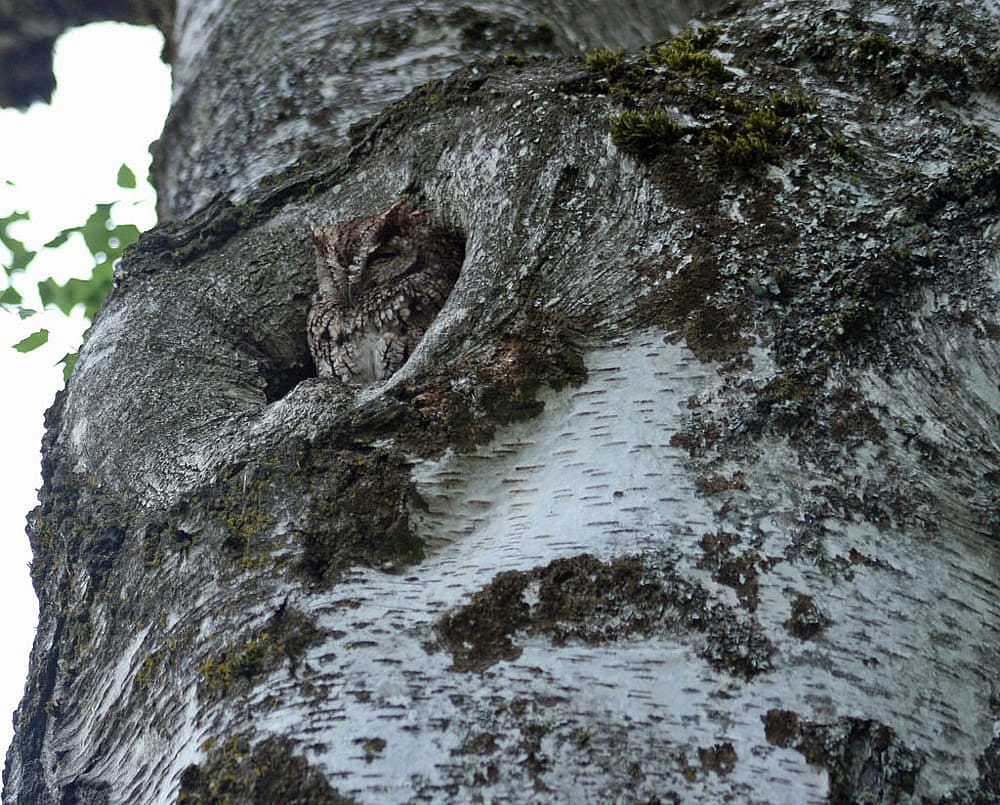 Western Screech-owl in a roost hole of an Aspen Tree. 