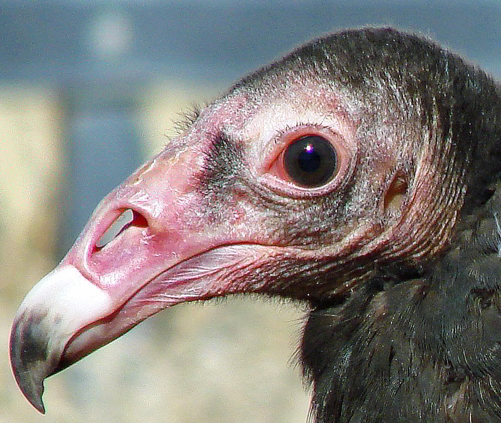 Head shot of the Draper Museum's Raptor Experience's Turkey Vulture to show her small eyelashes.