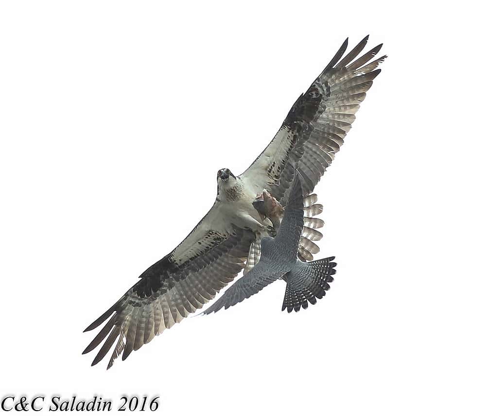 Peregring Trying to Crab a Fish from an Osprey