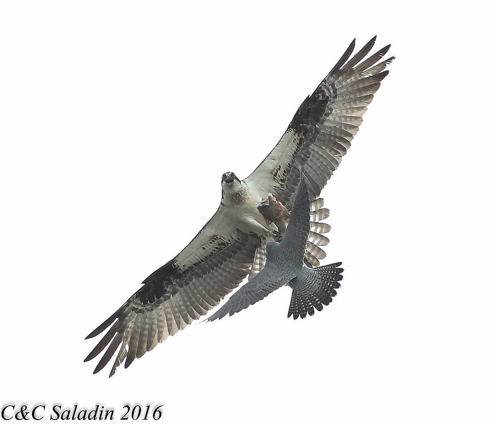 Peregring Trying to Crab a Fish from an Osprey