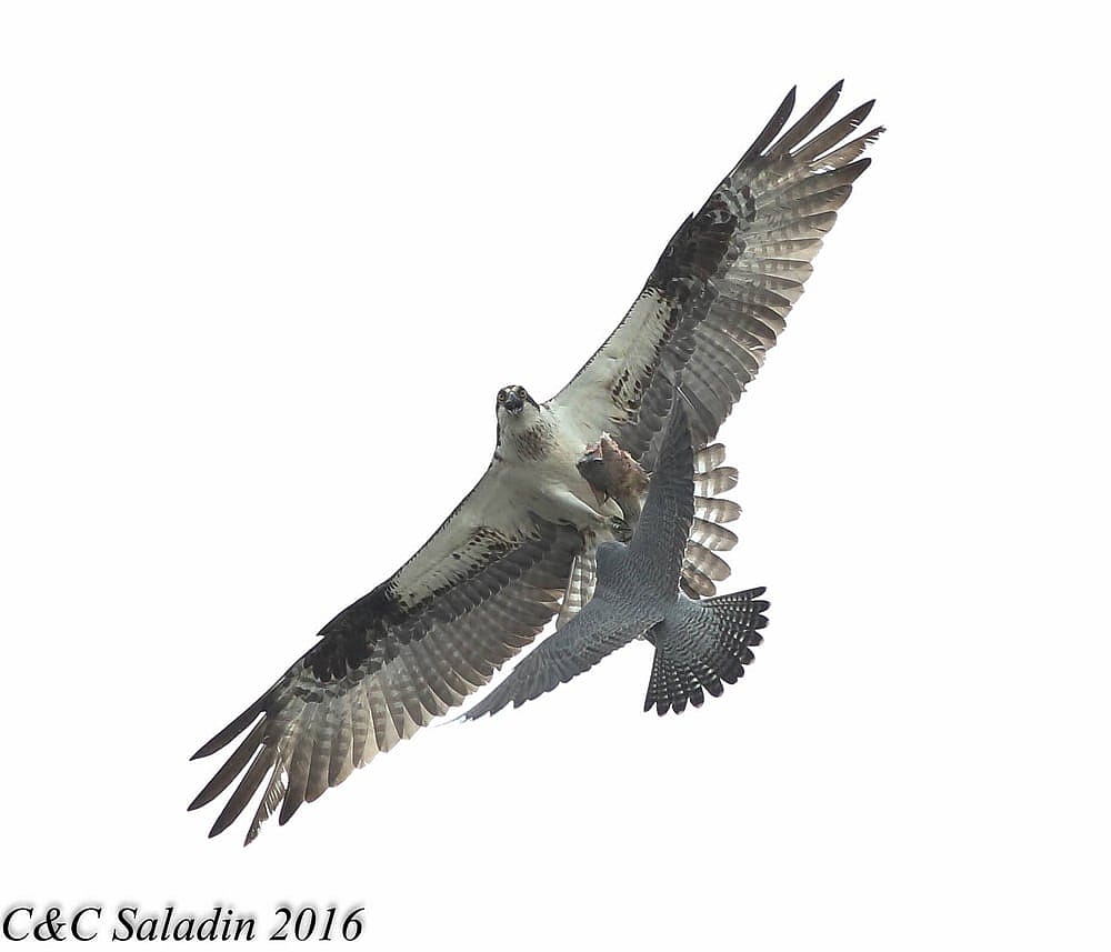 Peregring Trying to Crab a Fish from an Osprey