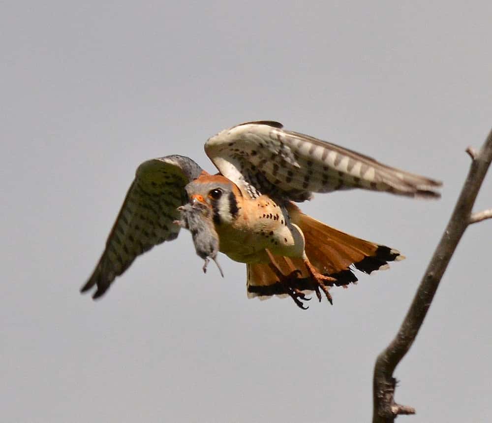 An American Kestrel carrying a small rodent to demonstrate their prey. 
