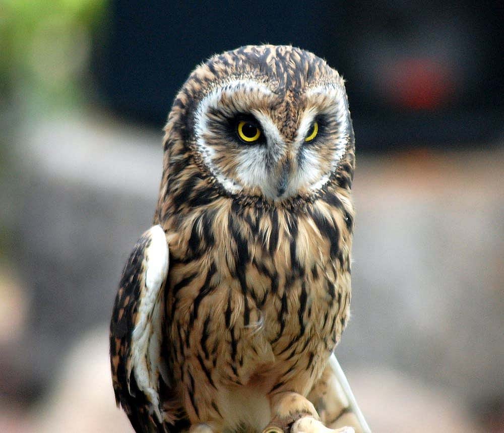 Draper Museum Raptor Experience: Amelia the short-eared owl