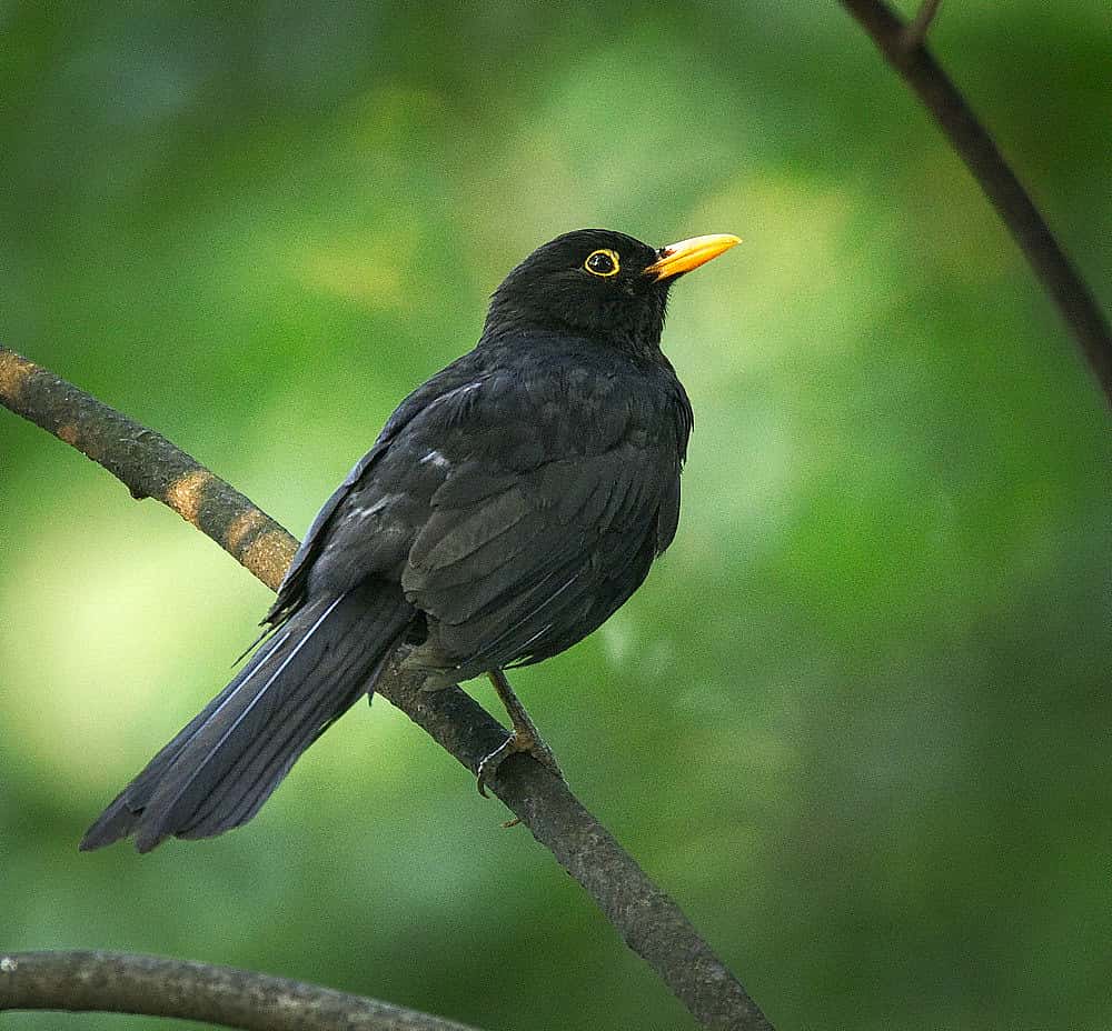 The photo demonstrates what an Eurasian Blackbird looks like.