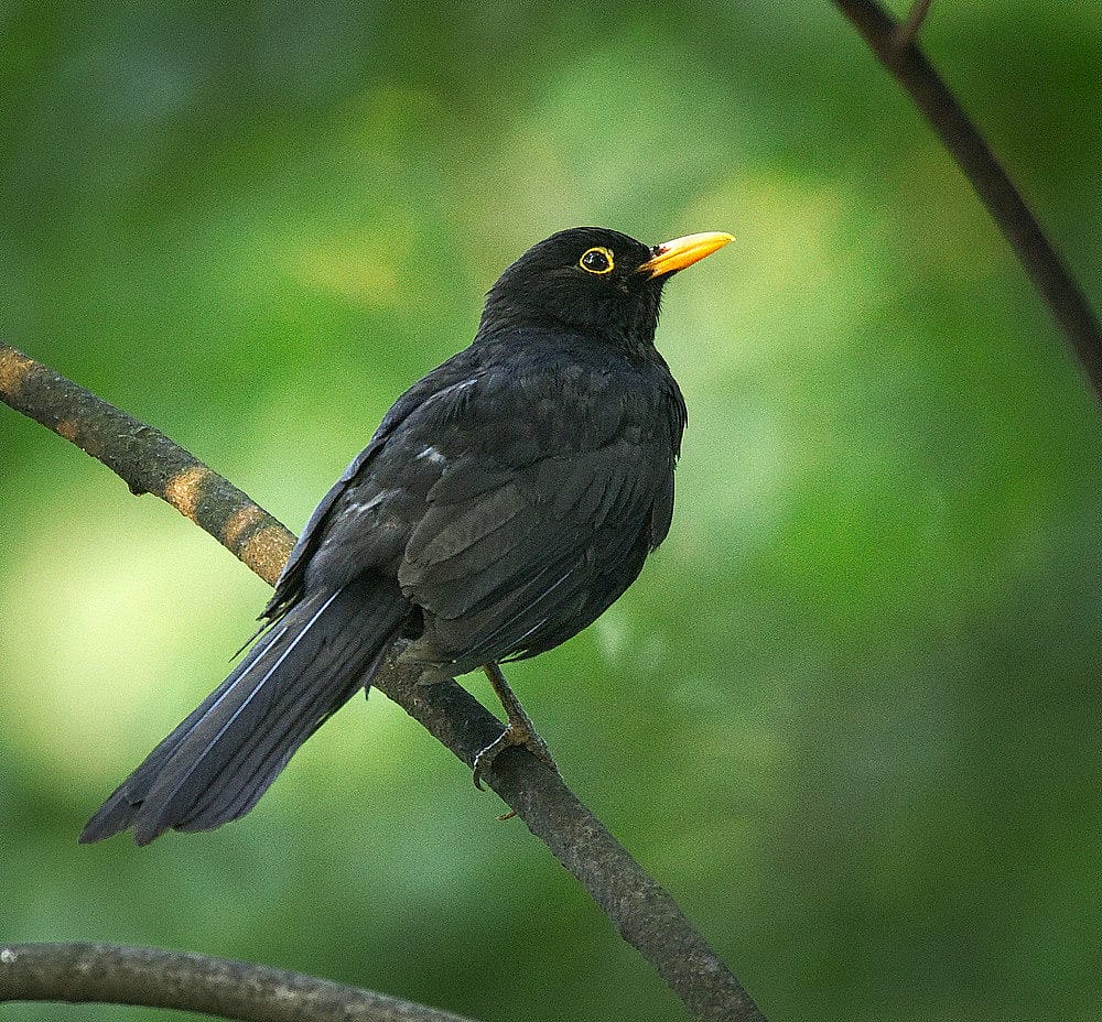 The photo demonstrates what an Eurasian Blackbird looks like.