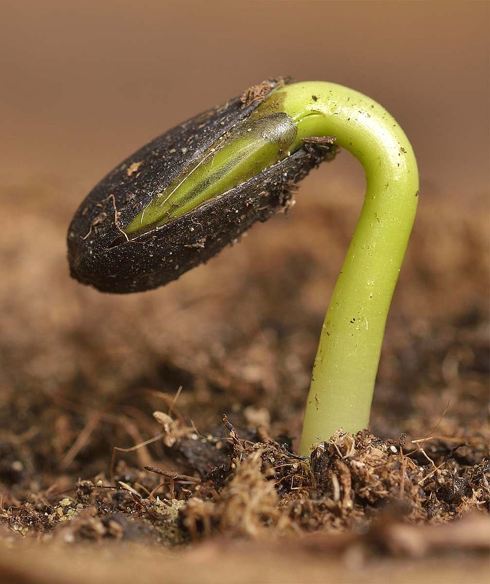Sunflower seedling bursting from its seed casing.