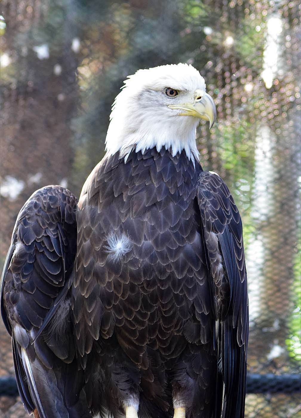 Draper Museum Raptor Experience: Jade the bald eagle