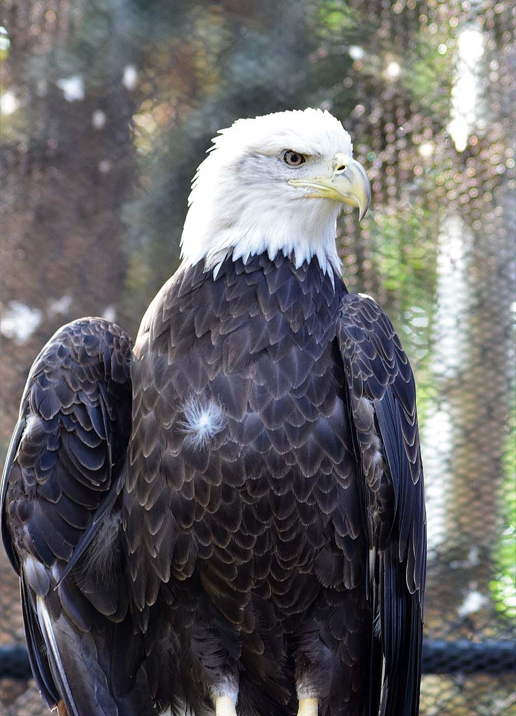 Draper Museum Raptor Experience: Jade the bald eagle