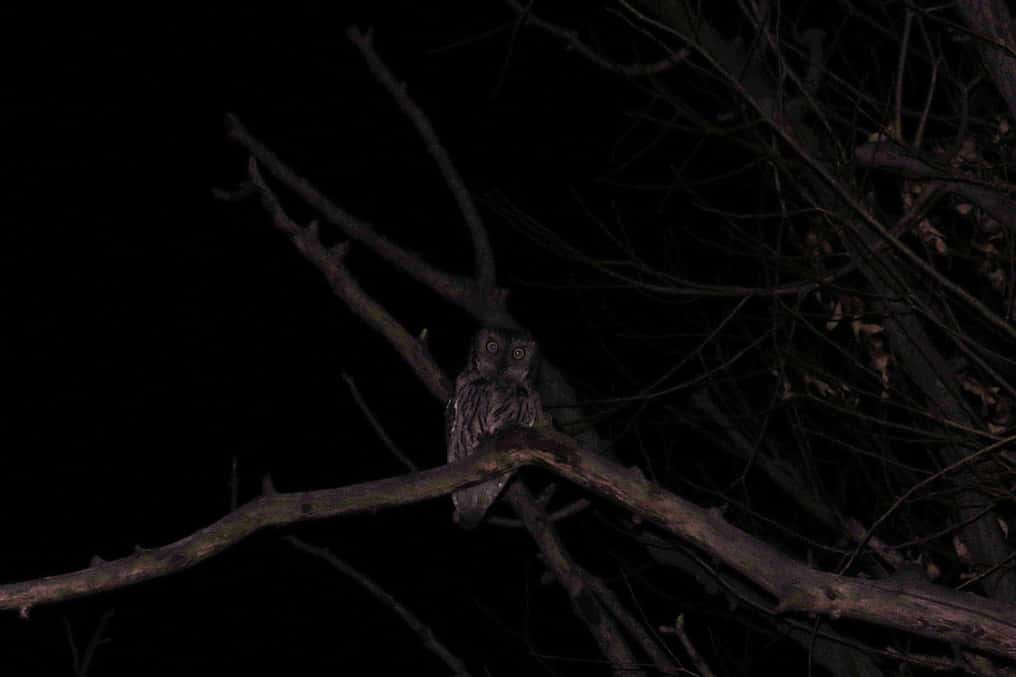 Western Screech-owl hunting in a sit-and-wait position. 