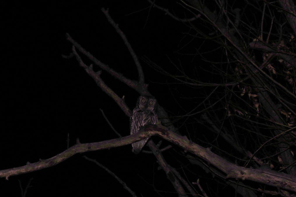 Western Screech-owl hunting in a sit-and-wait position. 