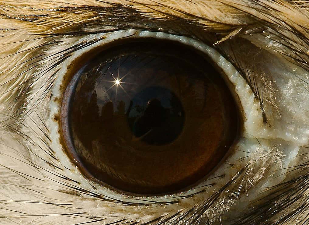 Close up view of an American Kestrel's eye.