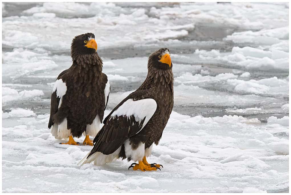 Two Steller's Sea Eagles standing on ice.