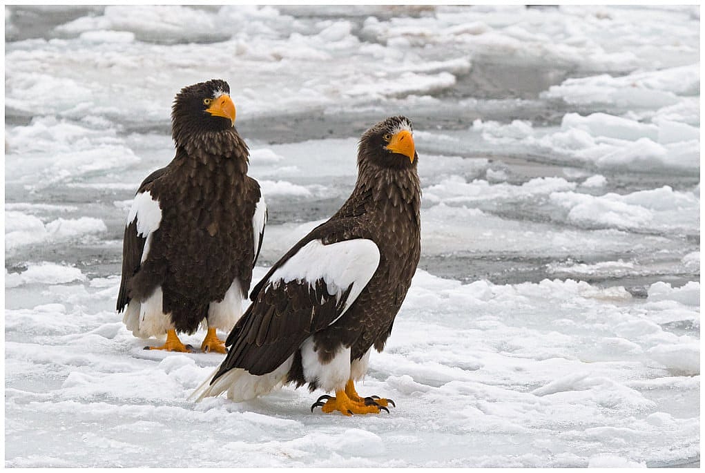 Two Steller's Sea Eagles standing on ice.