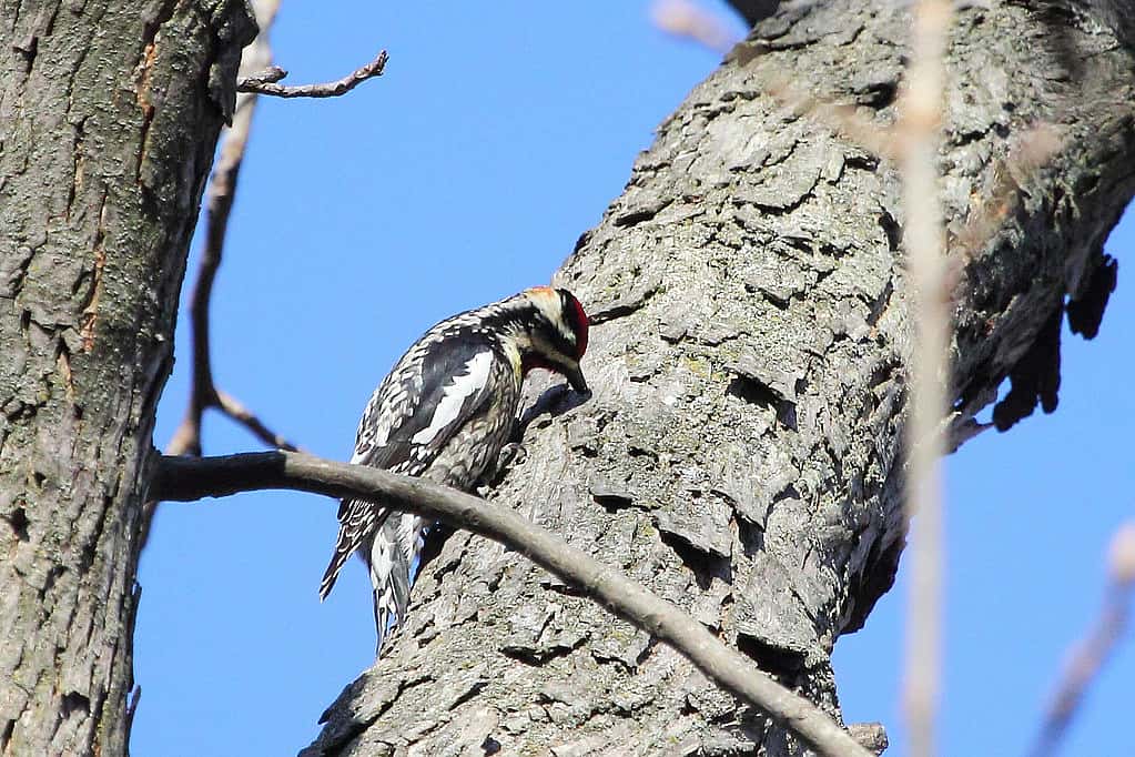 The image illustrates a female sapsucker with its beak inside a drilled hole. 