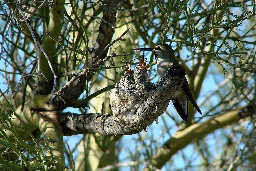 Female Anna's Hummingbird perched next to the nest containing two chicks.  