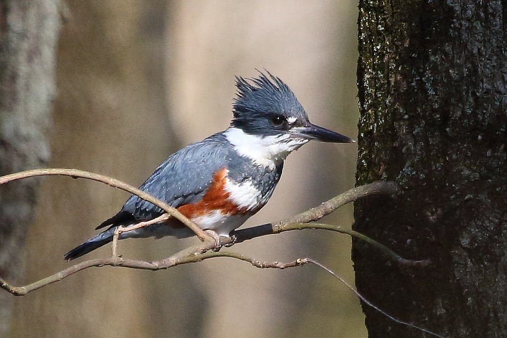 This is an example of a female Belted Kingfisher with the two chest bands, one chestnut color.
