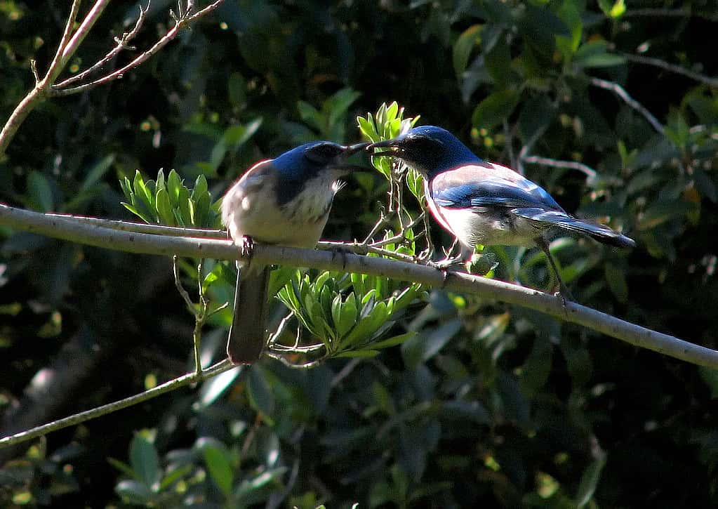 Two Scrub-jays side by side, with one feeding the other.  