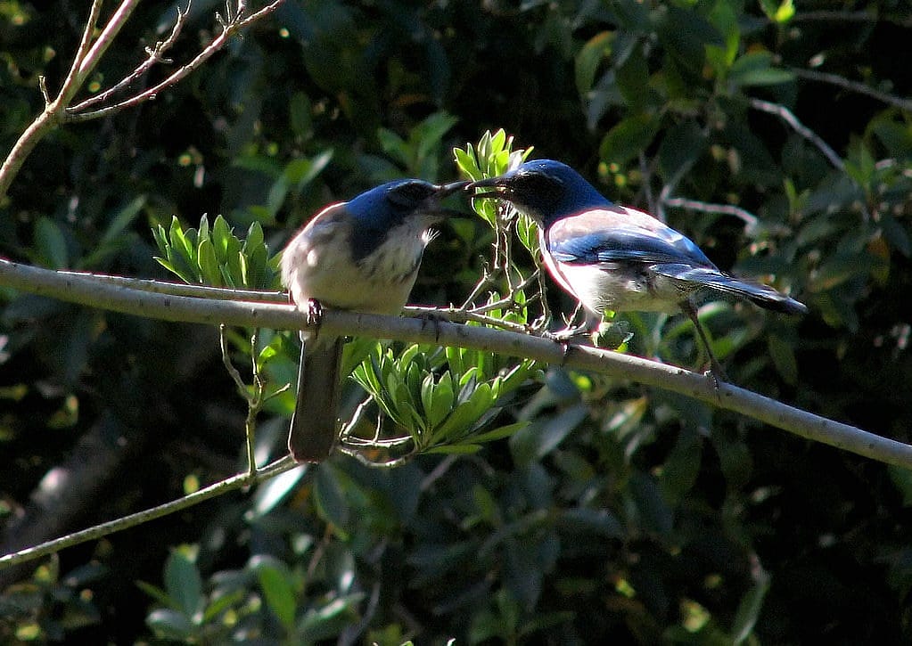 Two Scrub-jays side by side, with one feeding the other.  