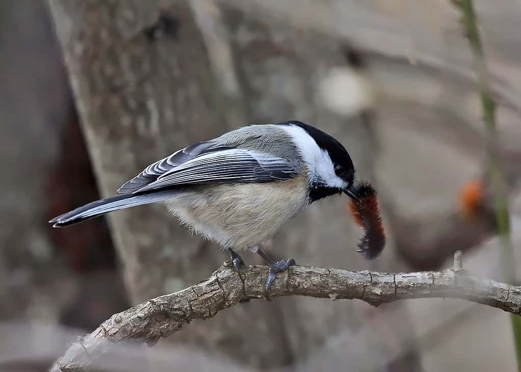Photo demonstrates a chickadee with one of its common foods as it is eating a caterpillar. 